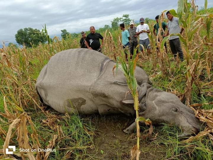 भरतपुरमा एकसिङ्गे गैडा मृत फेला